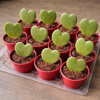 Hoya kerrii - kont. P6, výška 5+ cm -keramický kvetináč